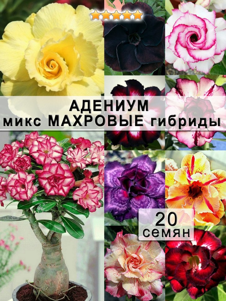 Адениум обесум 20 семян "Микс махровых сортов"