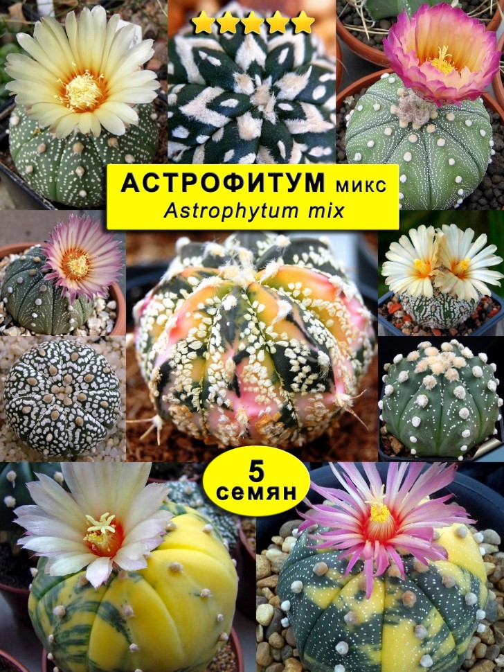 Астрофитум Микс: 5 семян