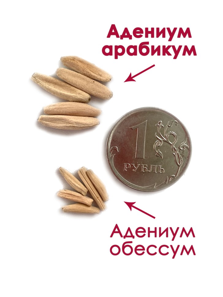 Адениум арабикум: семена 3 шт "Микс"