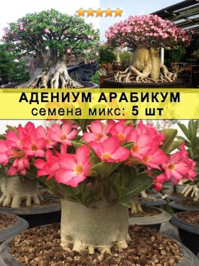 Адениум арабикум: семена 5 шт "Микс"