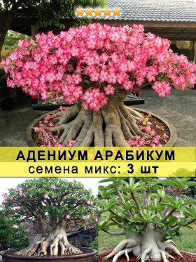 Адениум арабикум: семена 3 шт "Микс"