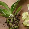 Субстрат для орхидей: кора сосны, мох сфагнум 2л.