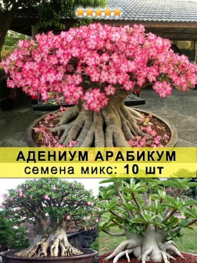 Адениум арабикум: семена 10 шт "Микс"
