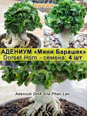 Адениум "Мини Барашек" (Dorset Horn): семена 4 шт