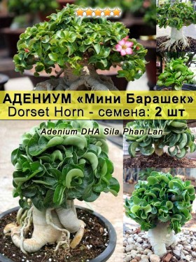 Адениум "Мини Барашек" (Dorset Horn): семена 2 шт