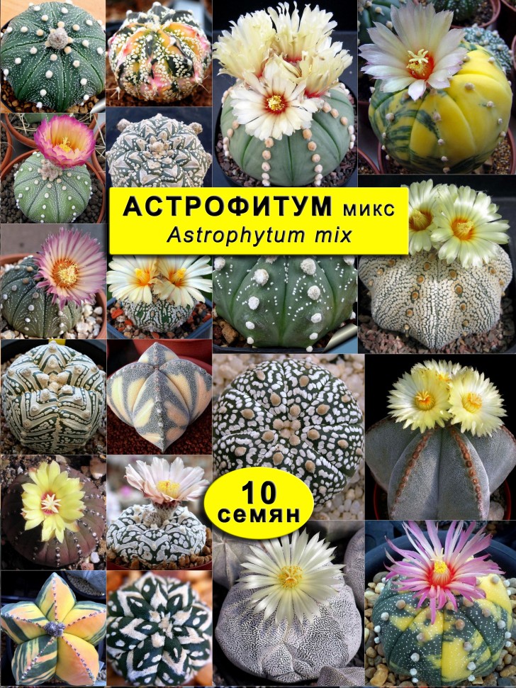 Астрофитум Микс: 10 семян
