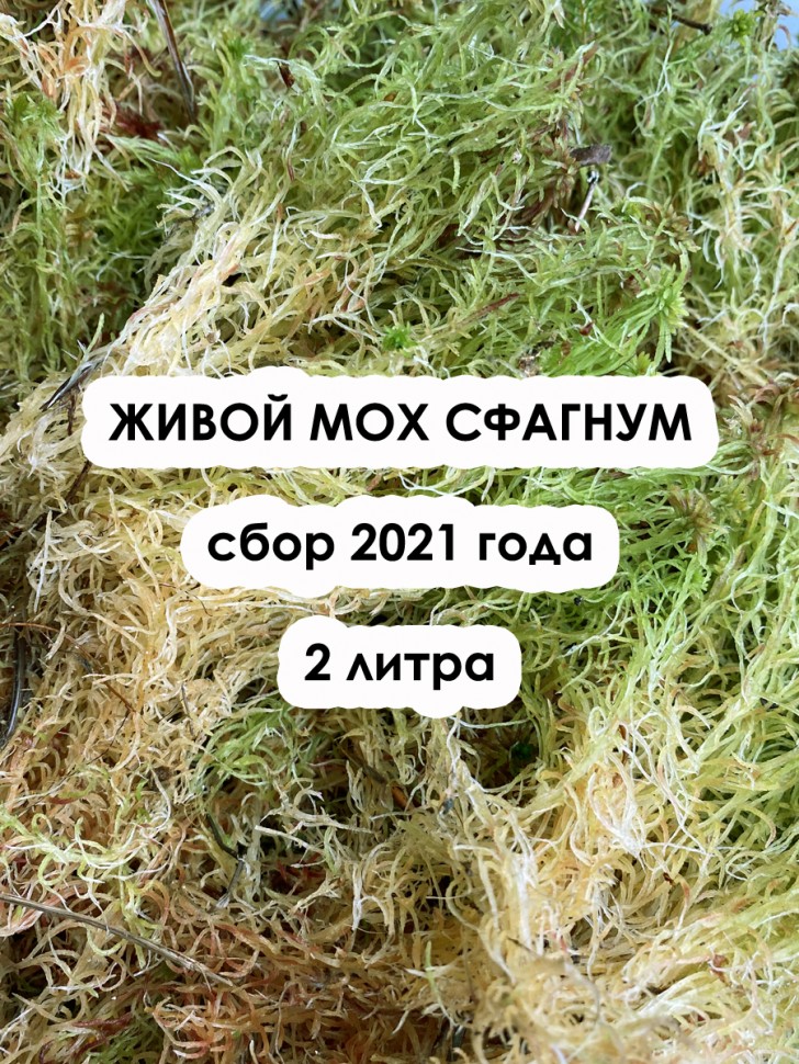 Живой мох сфагнум: ОКТЯБРЬ 2021, 2 литра