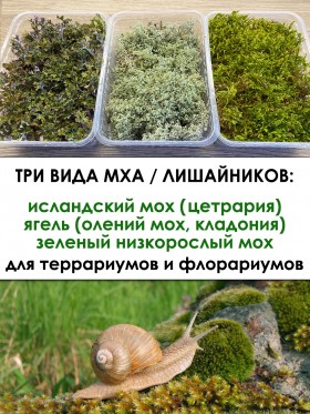 Три вида: мох зеленый, ягель, цетрария (12х17х6 см *3 шт)