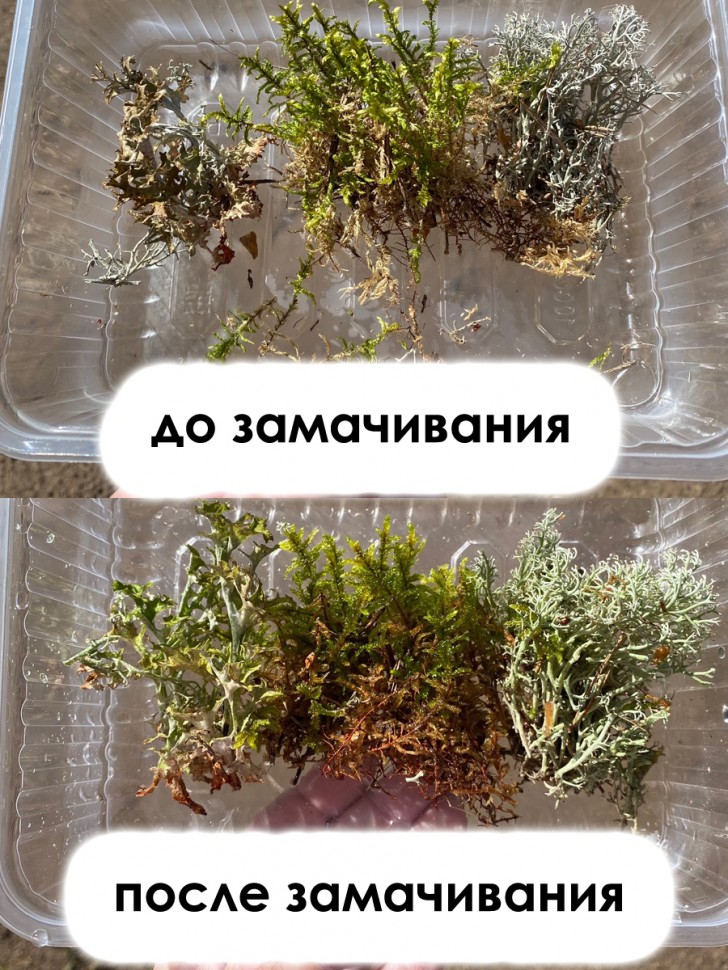 Три вида: мох зеленый, ягель, цетрария (12х17х6 см *3 шт)