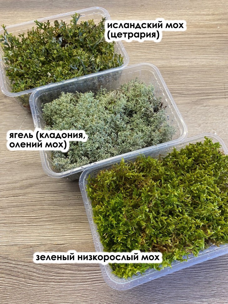 Три вида: мох зеленый, ягель, цетрария (12х17х6 см *3 шт)