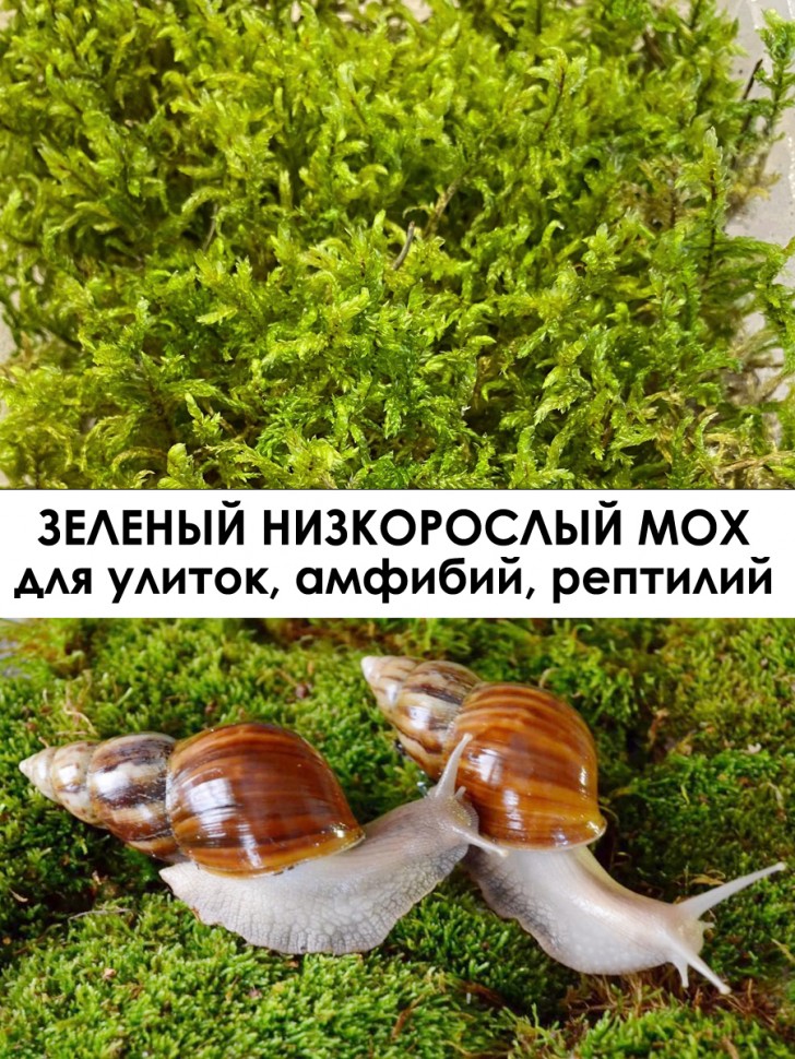 Три вида: мох зеленый, ягель, цетрария (12х17х6 см *3 шт)