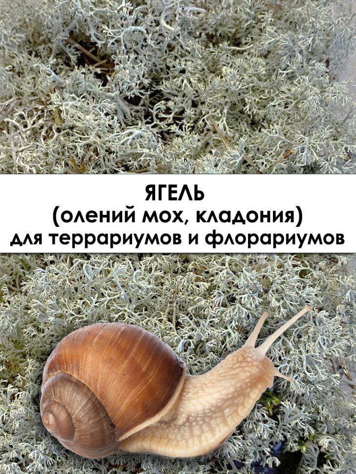 Три вида: мох зеленый, ягель, цетрария (12х17х6 см *3 шт)