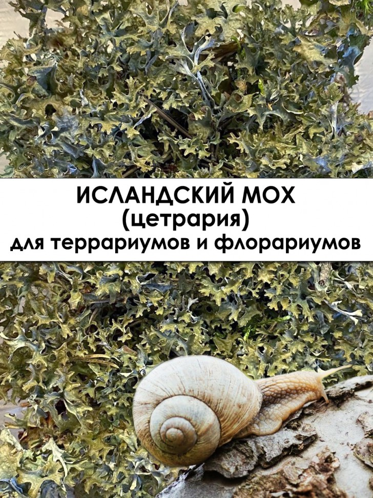 Три вида: мох зеленый, ягель, цетрария (12х17х6 см *3 шт)