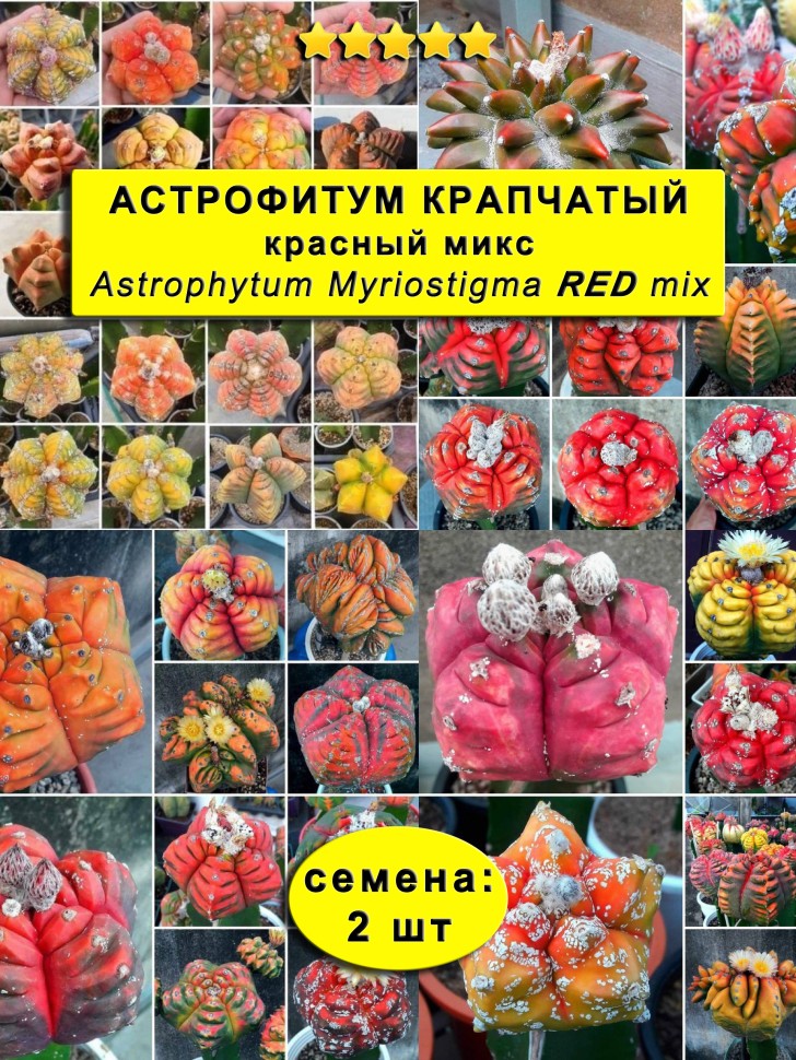 Астрофитум КРАСНЫЙ Микс (Крапчатый): семена 2 шт.
