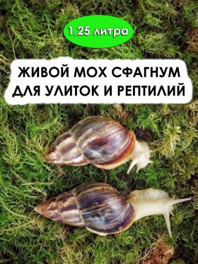 Живой мох сфагнум для ТЕРРАриума: 1,25 литра