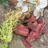 Субстрат для орхидей: кора сосны, мох сфагнум (1,25л.)