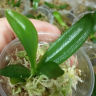 Живой мох сфагнум для орхидей, фиалок: 1,25 л, 2022г.
