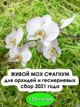 Живой мох сфагнум для орхидей, фиалок: 1,25 л.