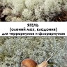 Ягель (белый мох, кладония оленья) 12х17х6 см