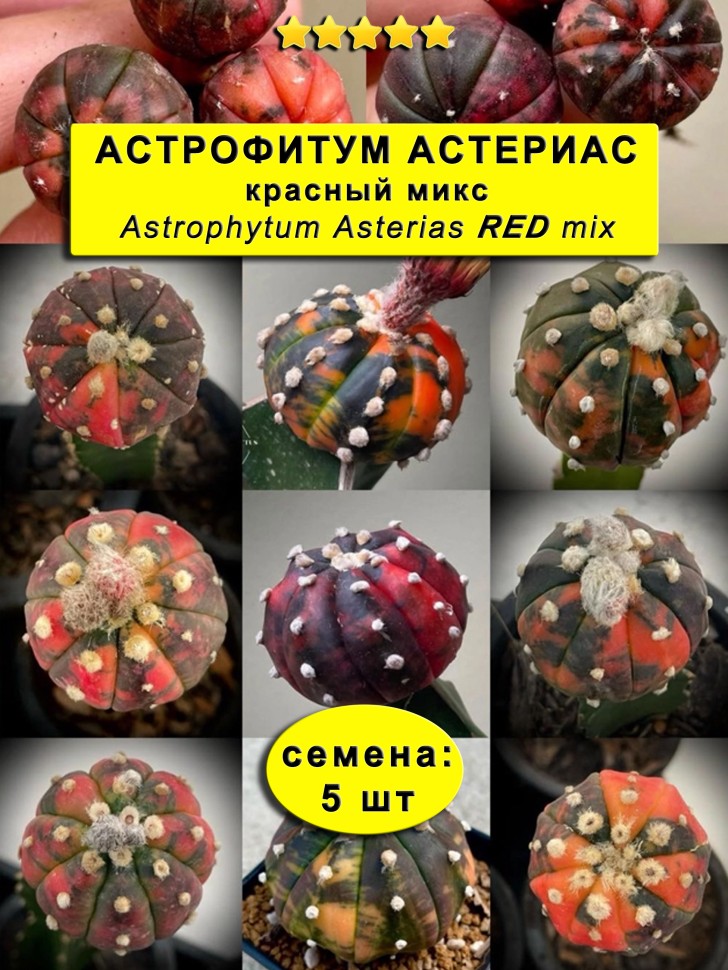Астрофитум КРАСНЫЙ Микс (Астериас): семена 5 шт.