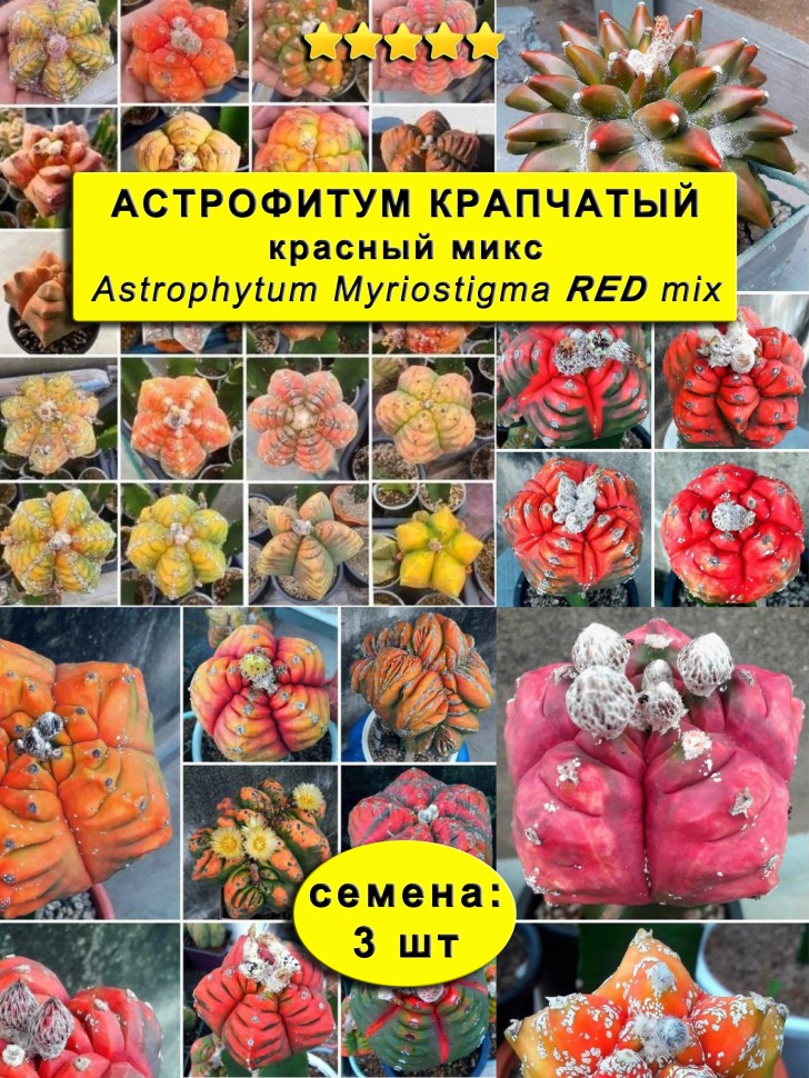 Астрофитум КРАСНЫЙ Микс (Крапчатый): семена 3 шт.