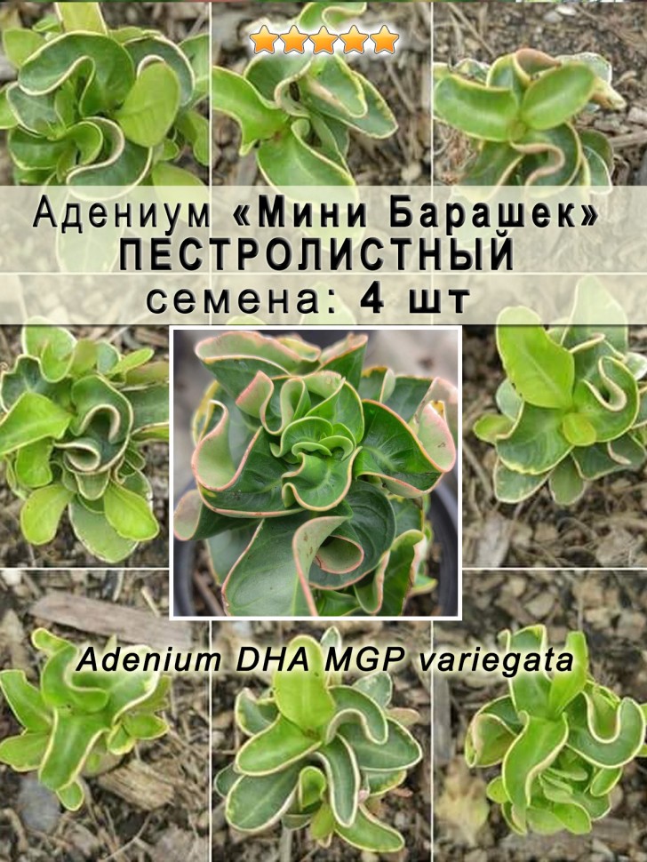 Адениум "Мини Барашек" Пестролистный: семена 4 шт