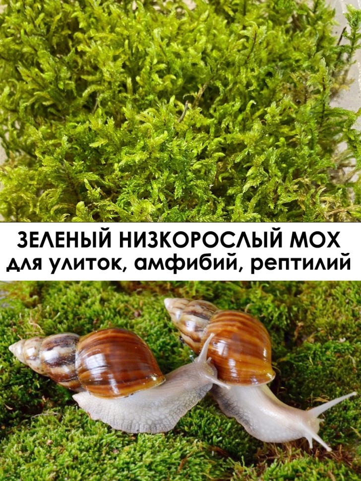 Набор 3 шт: Мох зеленый низкорослый 12х17х6 см 