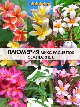 Плюмерия микс расцветок. Семена: 3 шт. 